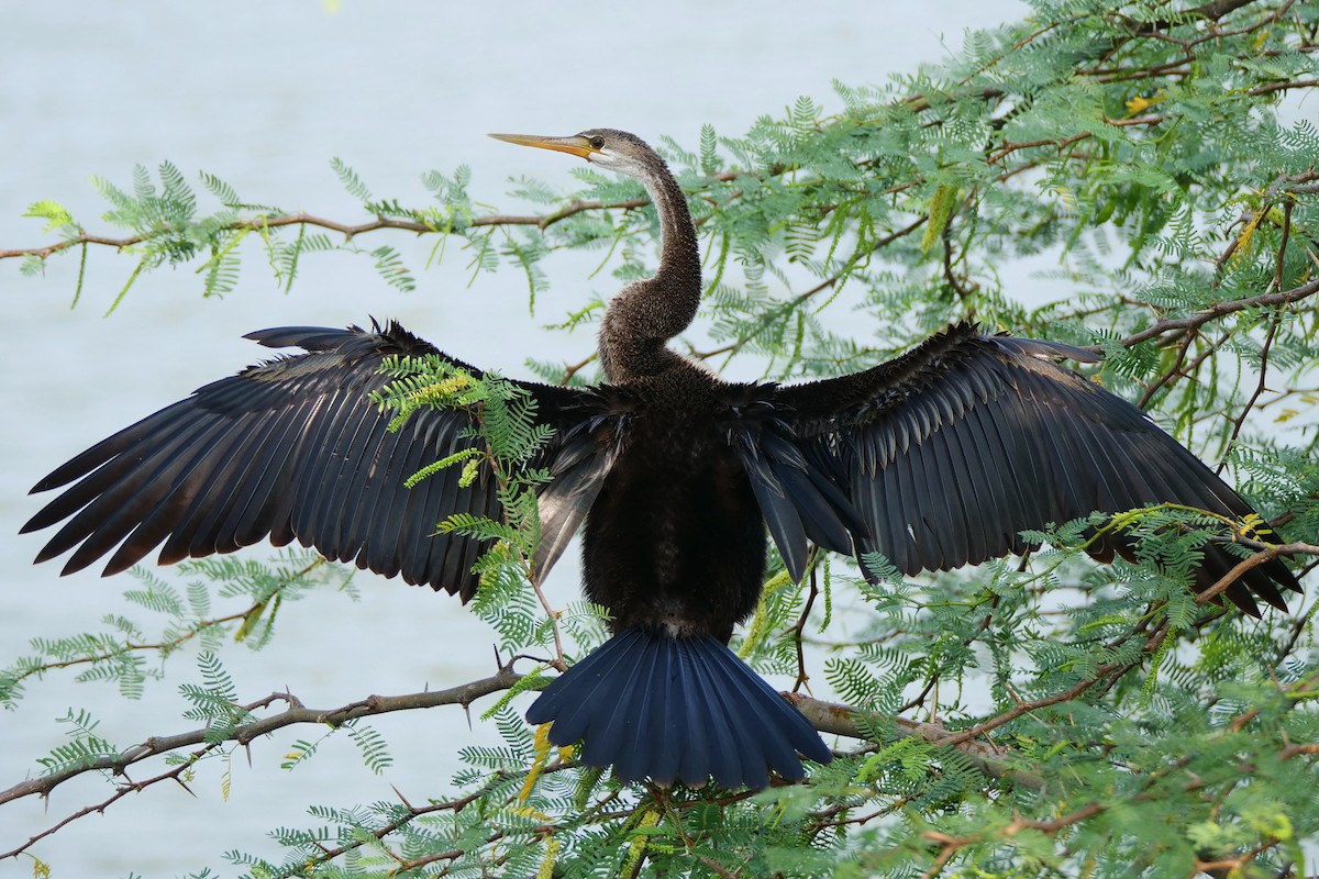 Anhinga Asiática - ML618613434