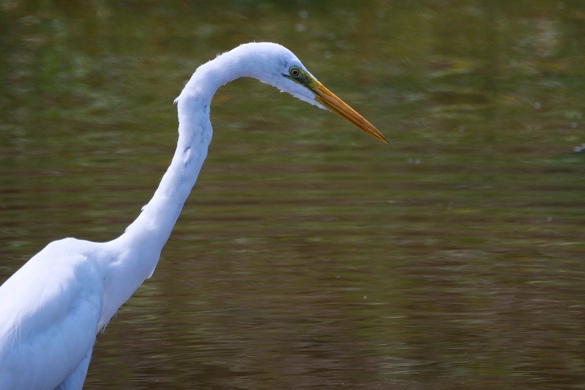 Great Egret - ML618613443