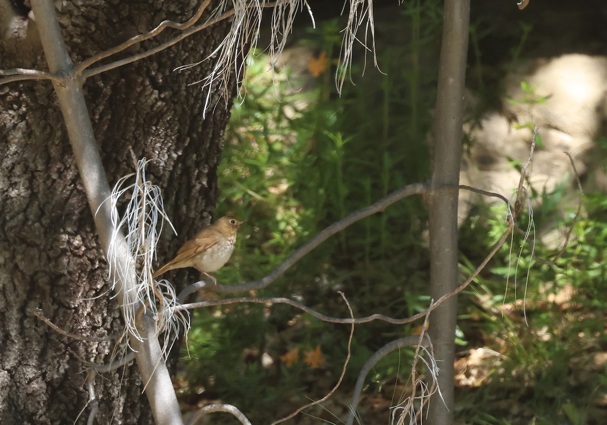 Swainson's Thrush (Russet-backed) - Bill Hubick