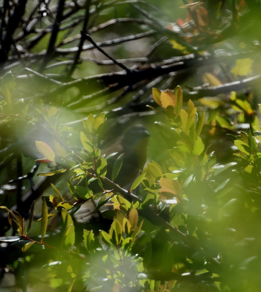 Yellow-breasted Chat - Bill Hubick