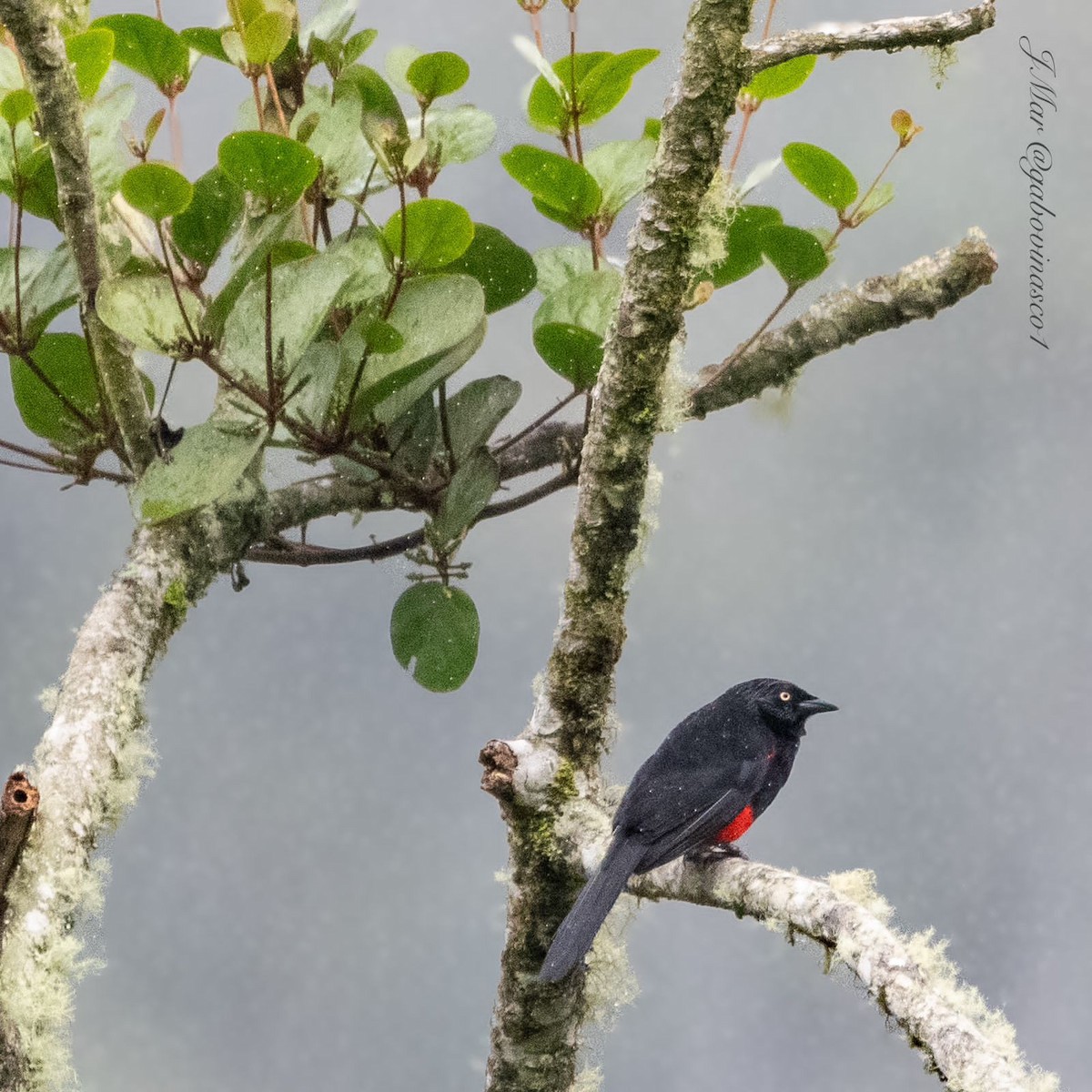 Red-bellied Grackle - ML618613495