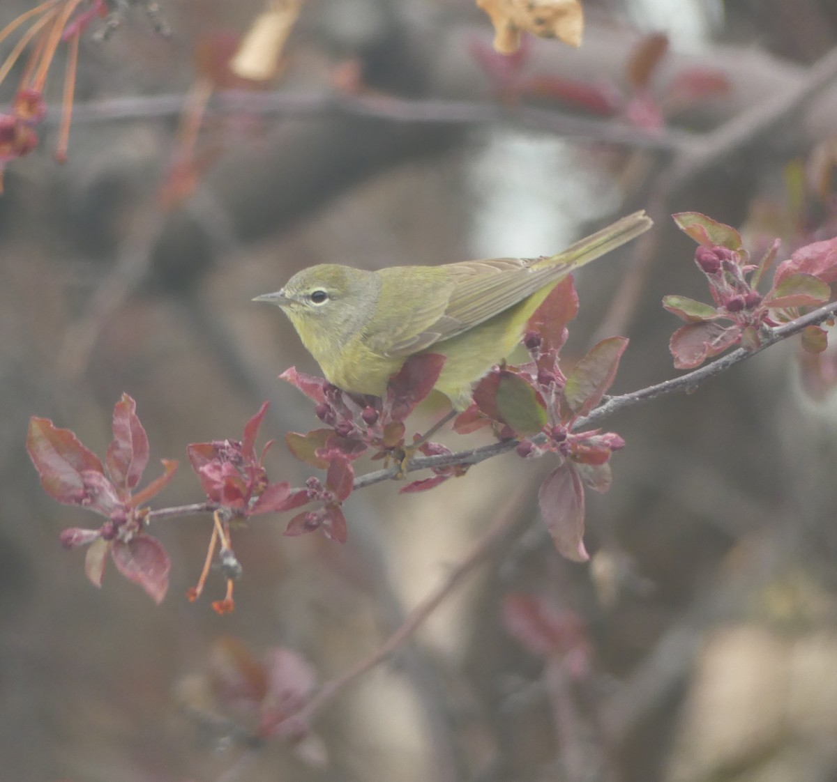 Orange-crowned Warbler - Howard Weinberg