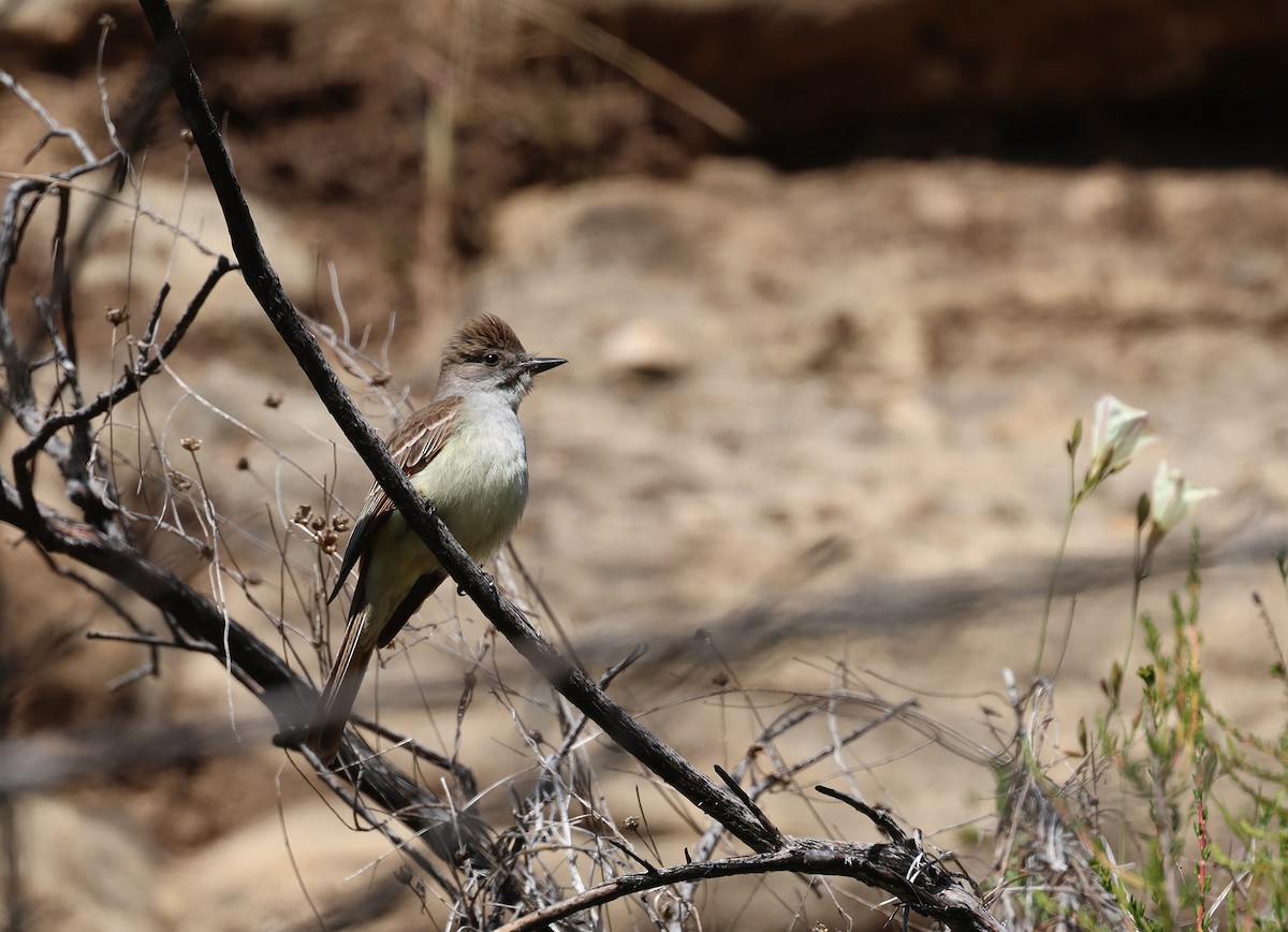 Ash-throated Flycatcher - ML618613513