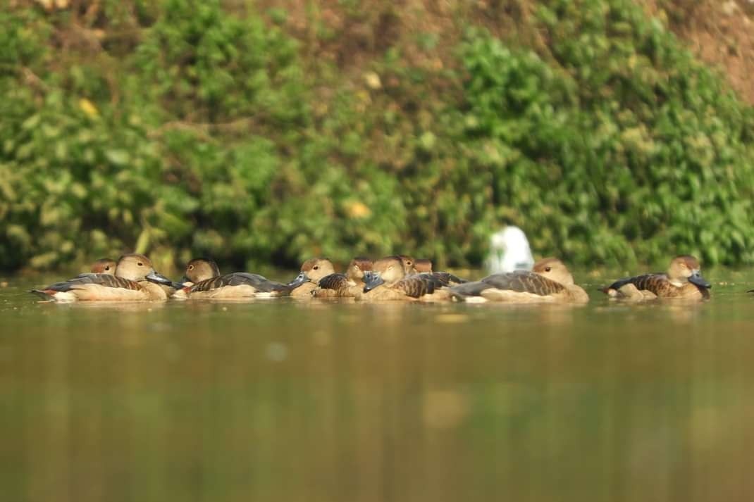 Lesser Whistling-Duck - Sourav Dey