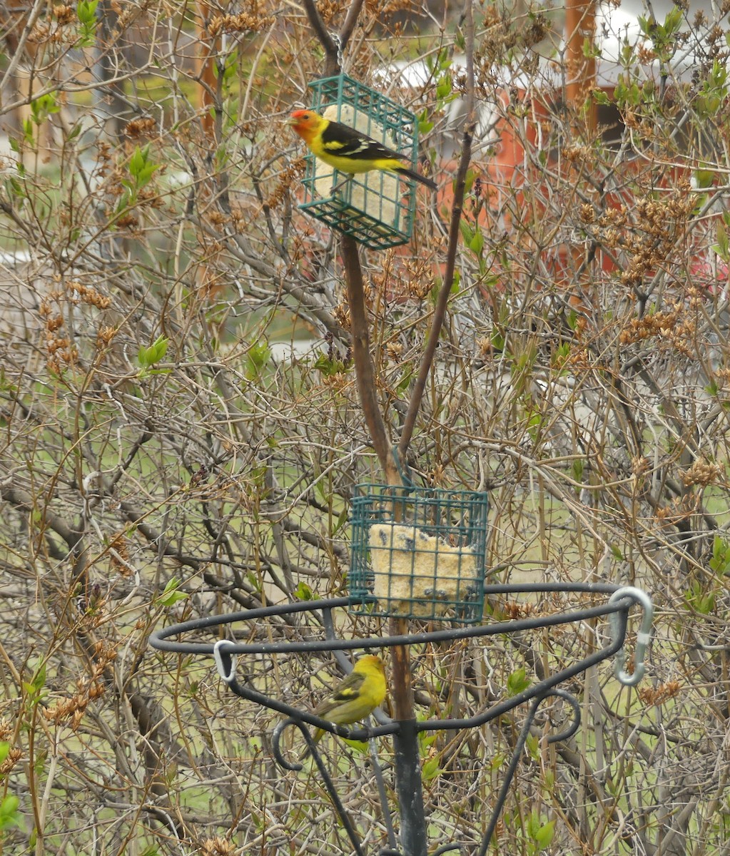 Western Tanager - Howard Weinberg