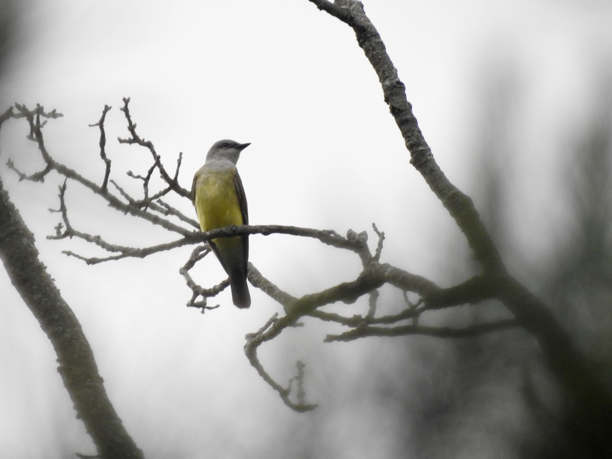 Western Kingbird - ML618613540