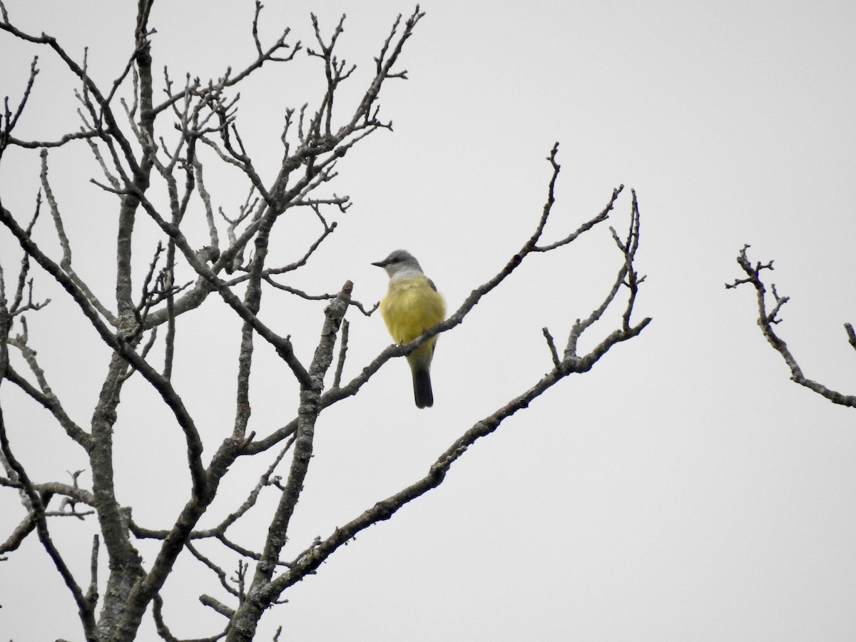 ニシタイランチョウ - ML618613542