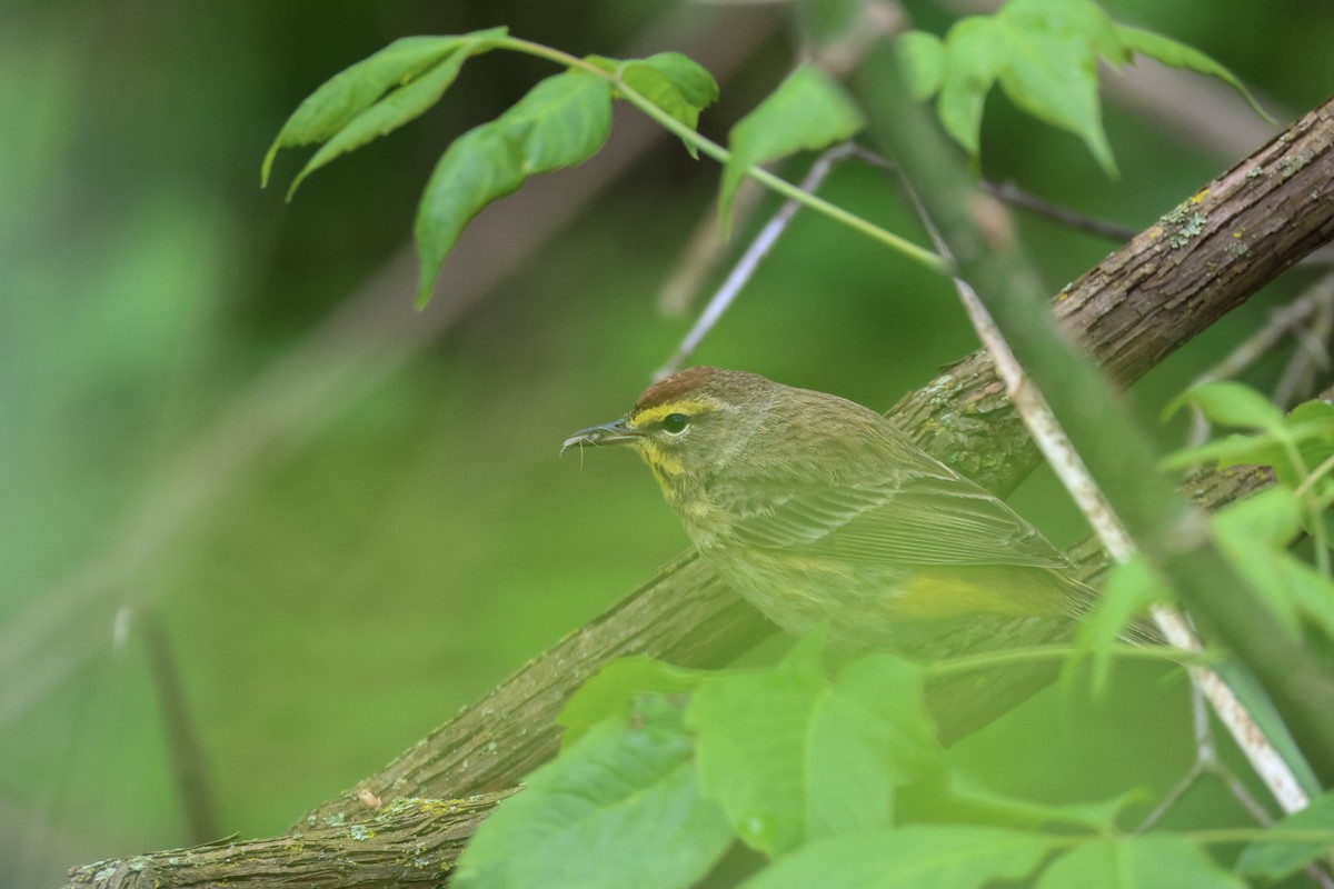 Palm Warbler - Haley Harris