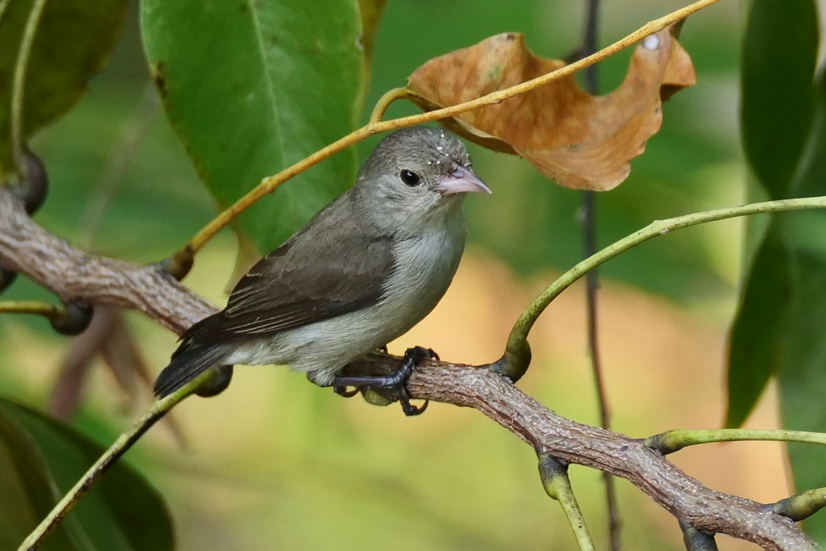 Pale-billed Flowerpecker - ML618613568