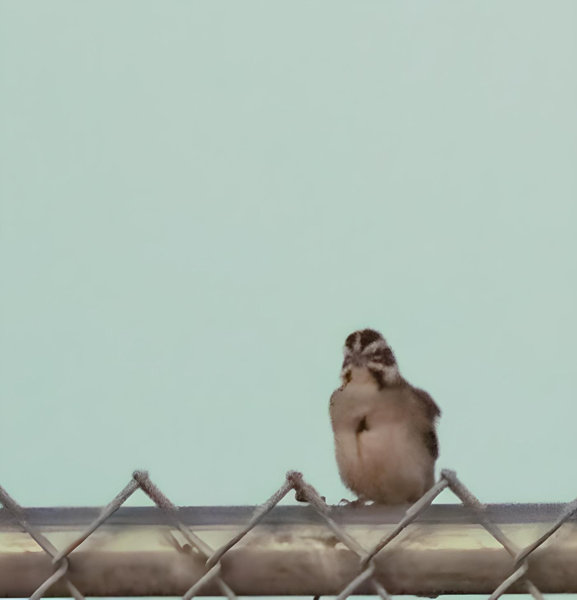 Lark Sparrow - ML618613576