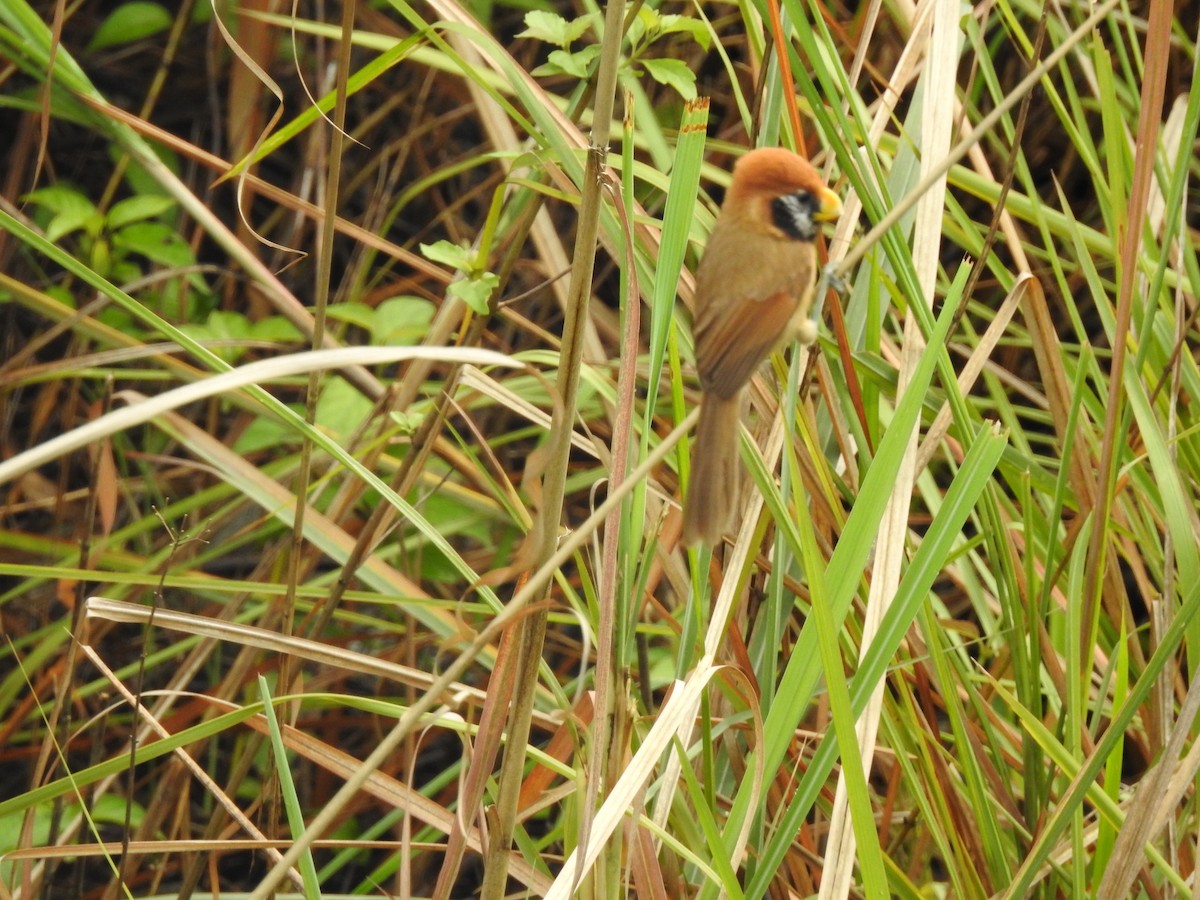 Black-breasted Parrotbill - ML618613579