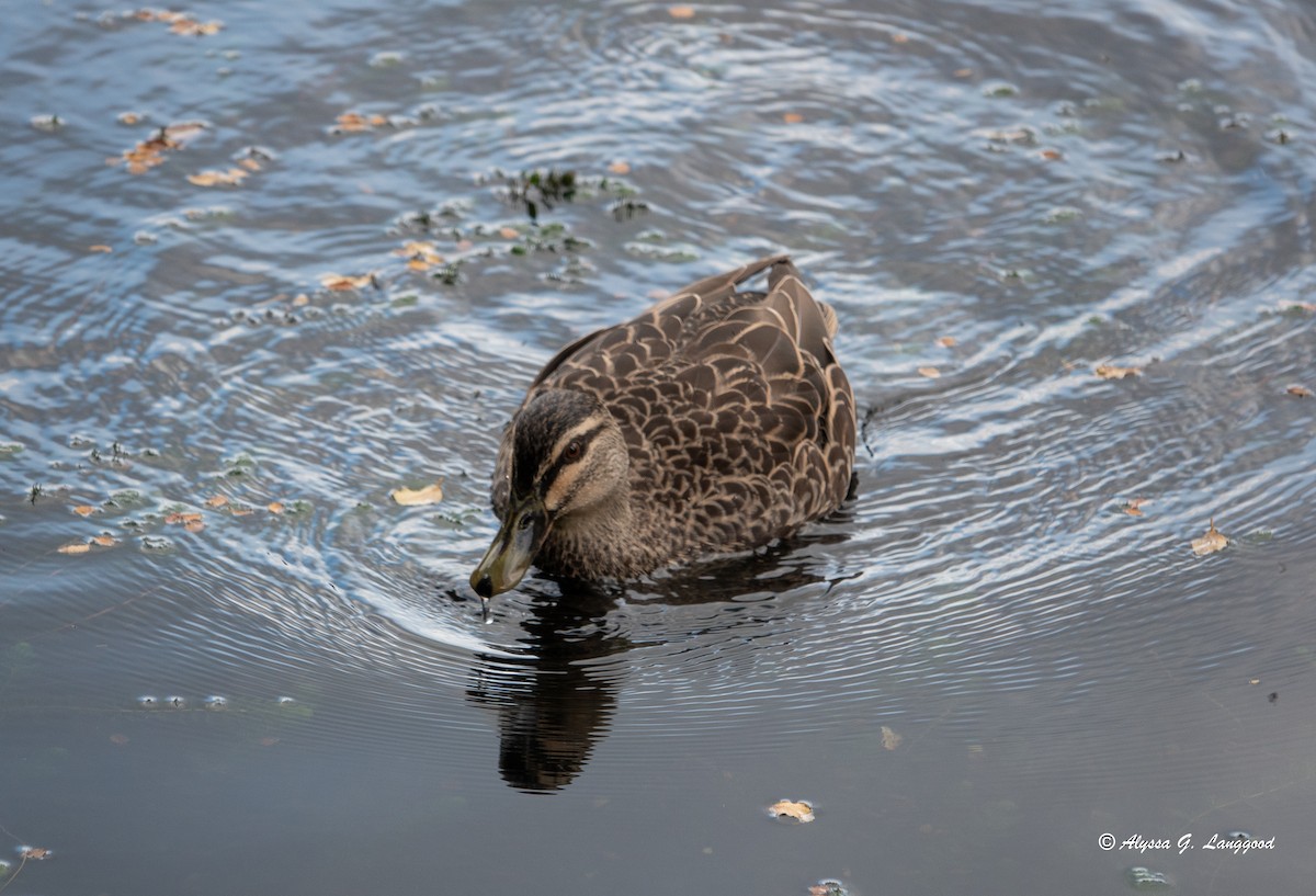 Hybride Canard colvert x C. à sourcils - ML618613580