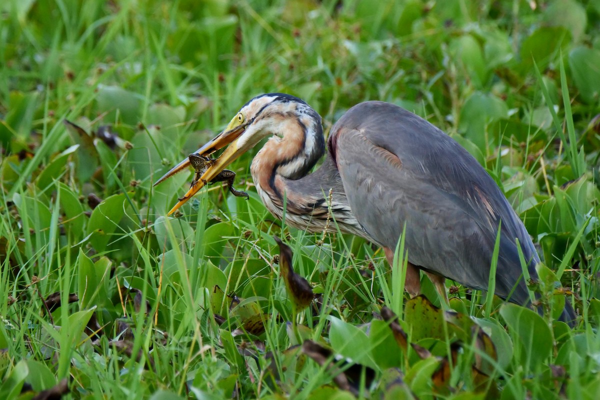 Purple Heron - ML618613582