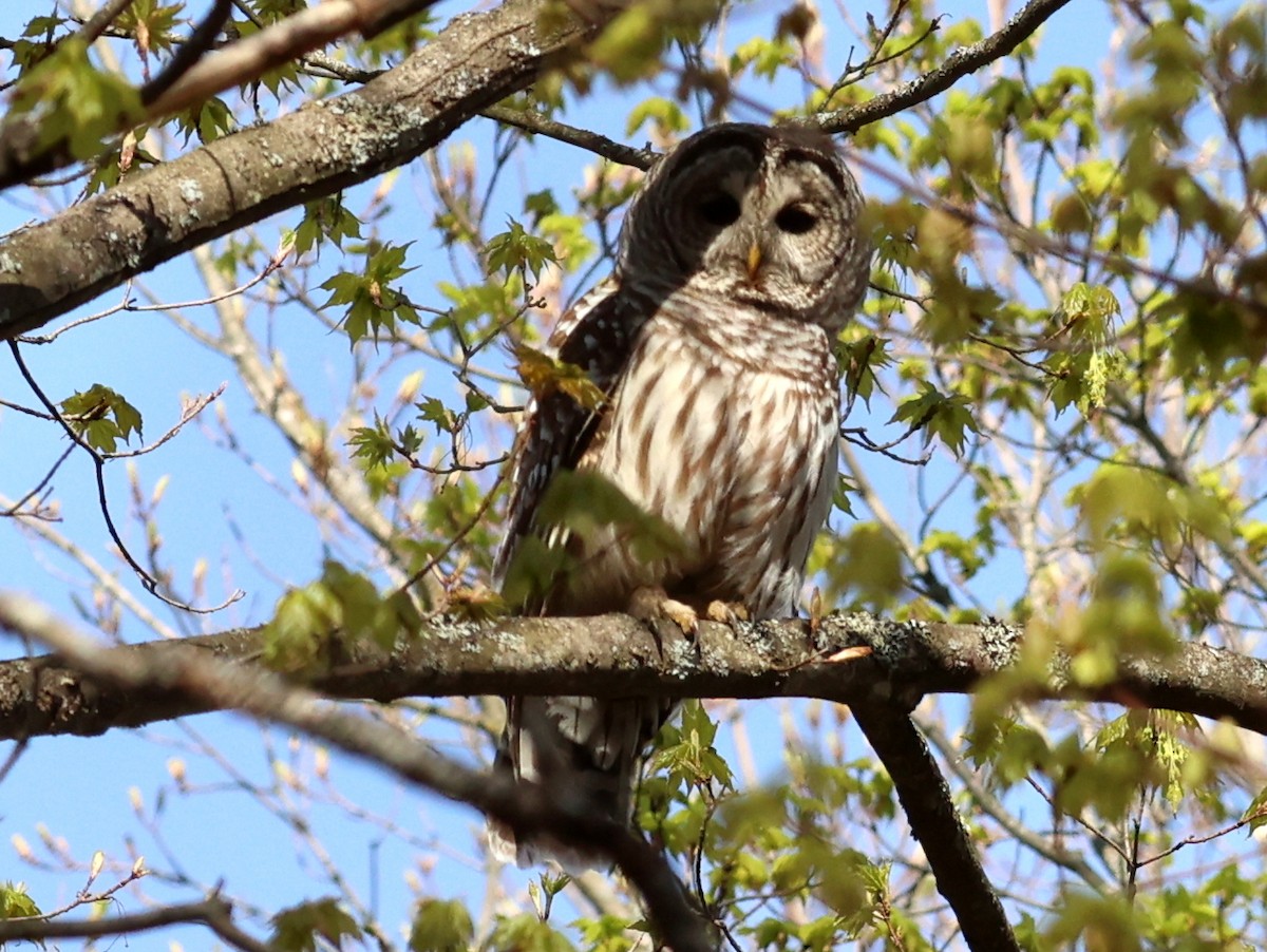 Barred Owl - ML618613594