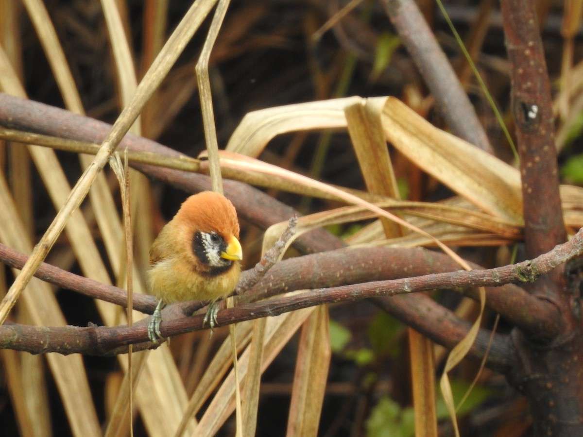 Black-breasted Parrotbill - ML618613597