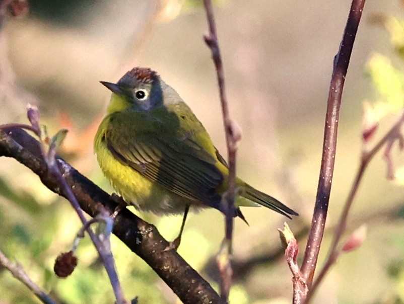 Nashville Warbler - Mike Wanger