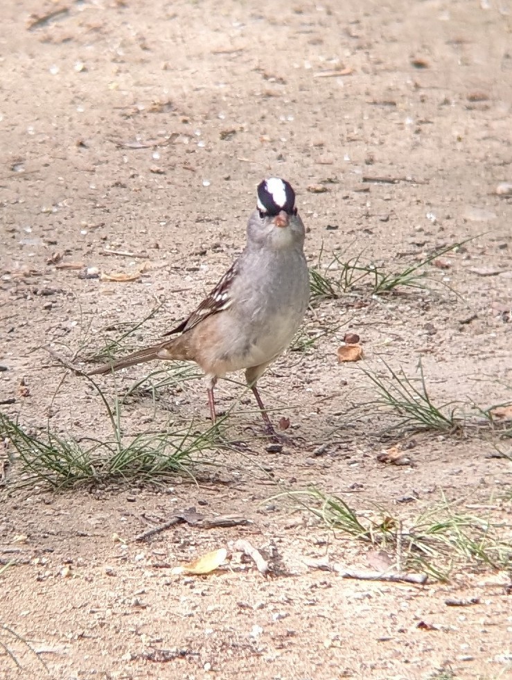 White-crowned Sparrow - ML618613622