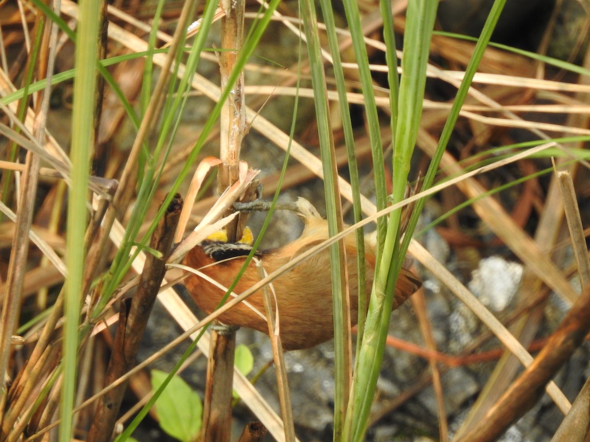 Black-breasted Parrotbill - ML618613623