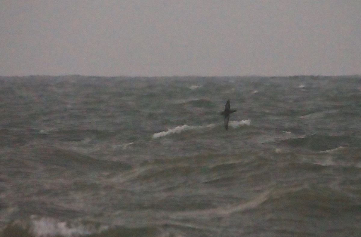 Sooty Shearwater - ML618613637