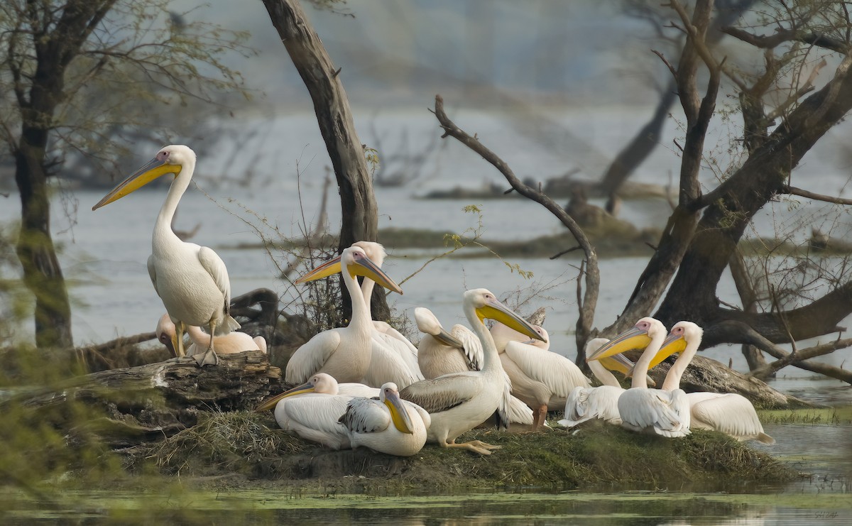 Great White Pelican - ML618613667