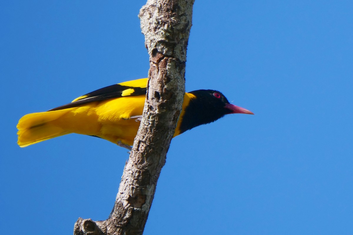 Black-hooded Oriole - ML618613669