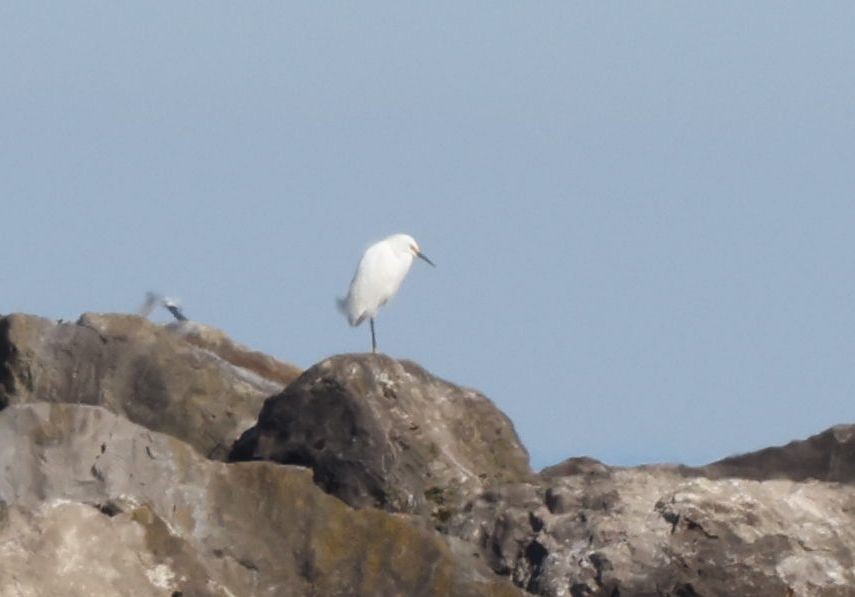 Snowy Egret - ML618613670