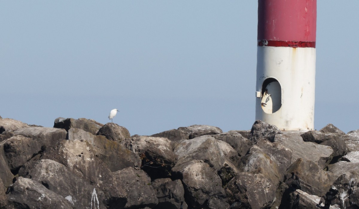 Snowy Egret - ML618613671