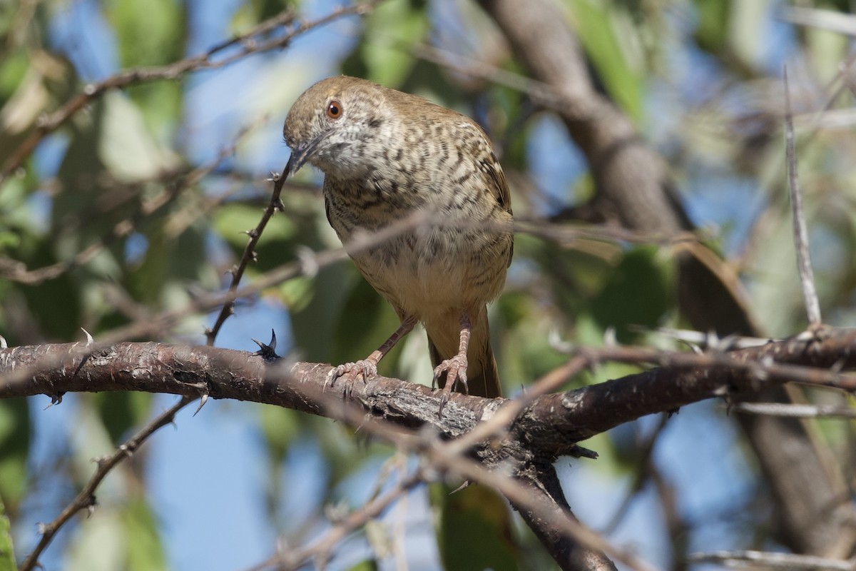 Barred Wren-Warbler - ML618613672