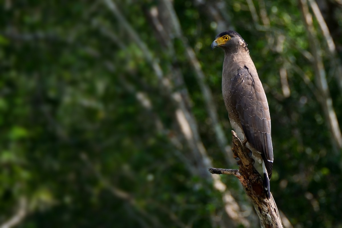 Crested Serpent-Eagle - ML618613688