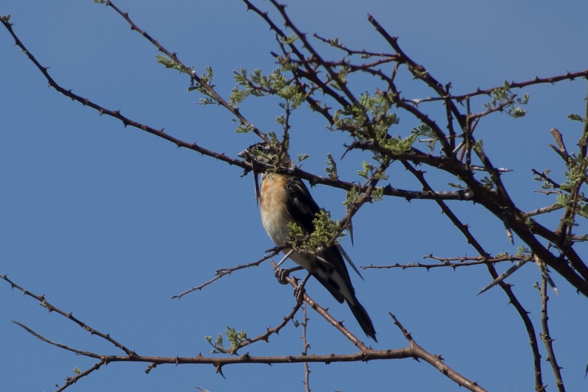 Eastern Paradise-Whydah - ML618613689