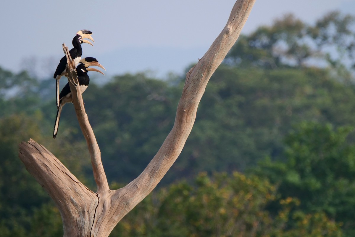 Malabar Pied-Hornbill - ML618613694