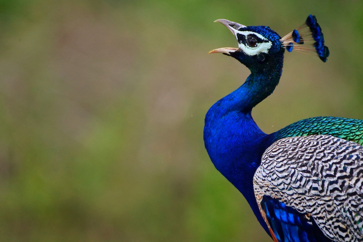 Indian Peafowl - Henry Cook