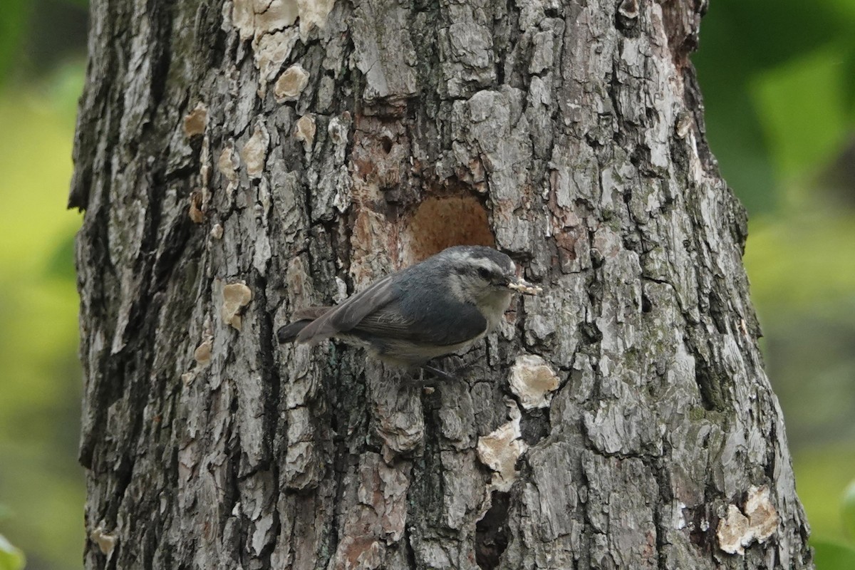 Snowy-browed Nuthatch - Anonymous