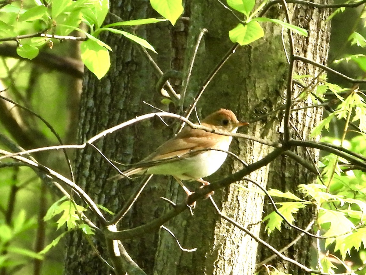 Zorzalito Rojizo - ML618613743