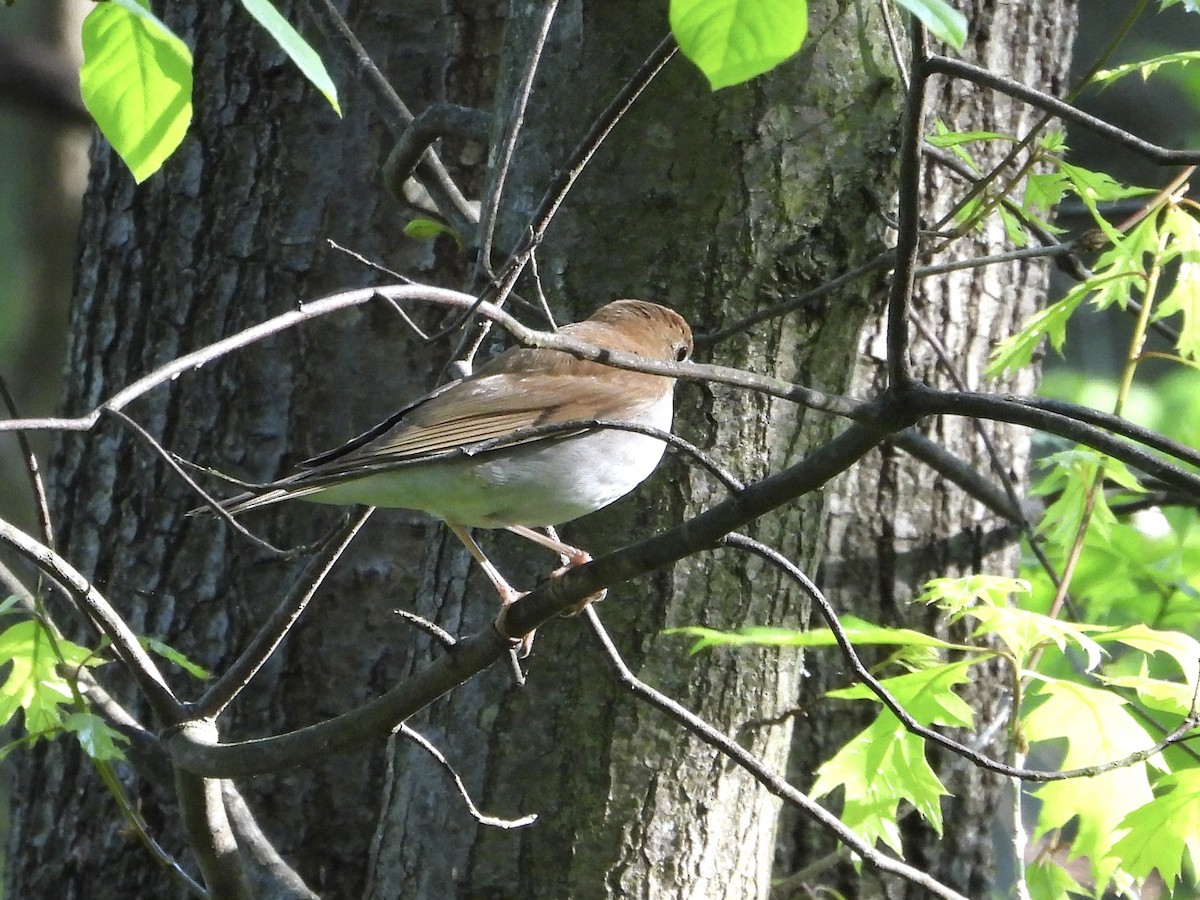 Zorzalito Rojizo - ML618613744