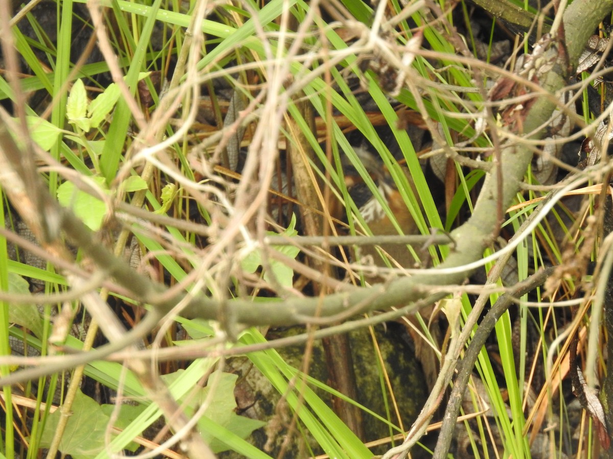 Spot-breasted Scimitar-Babbler - Subbu Subramanya
