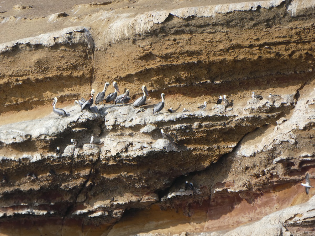 Peruvian Pelican - Joseph Crane