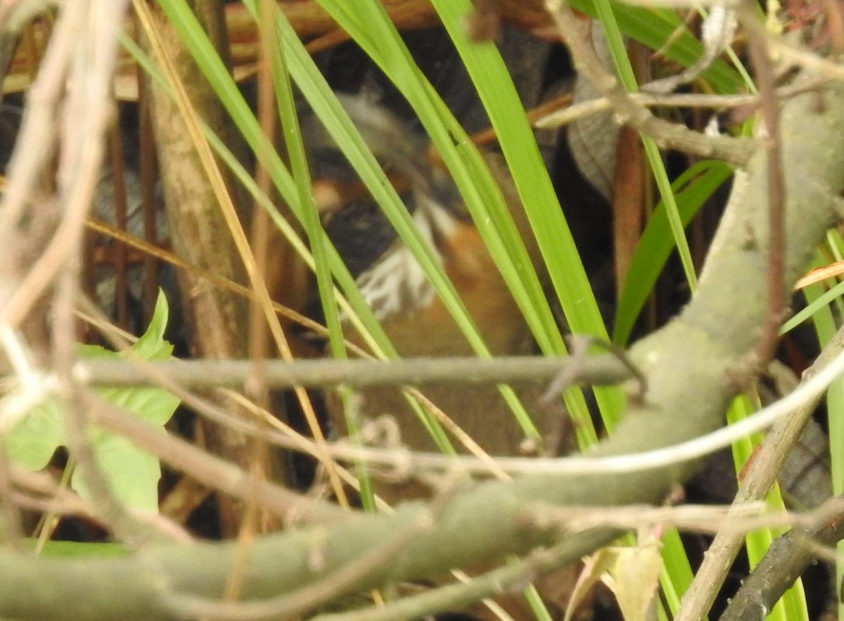 Spot-breasted Scimitar-Babbler - Subbu Subramanya