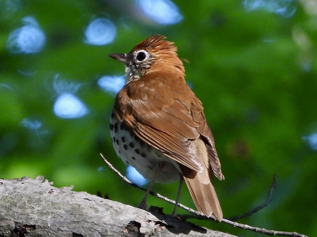 Wood Thrush - ML618613764