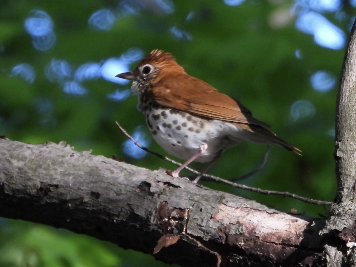 Wood Thrush - ML618613765