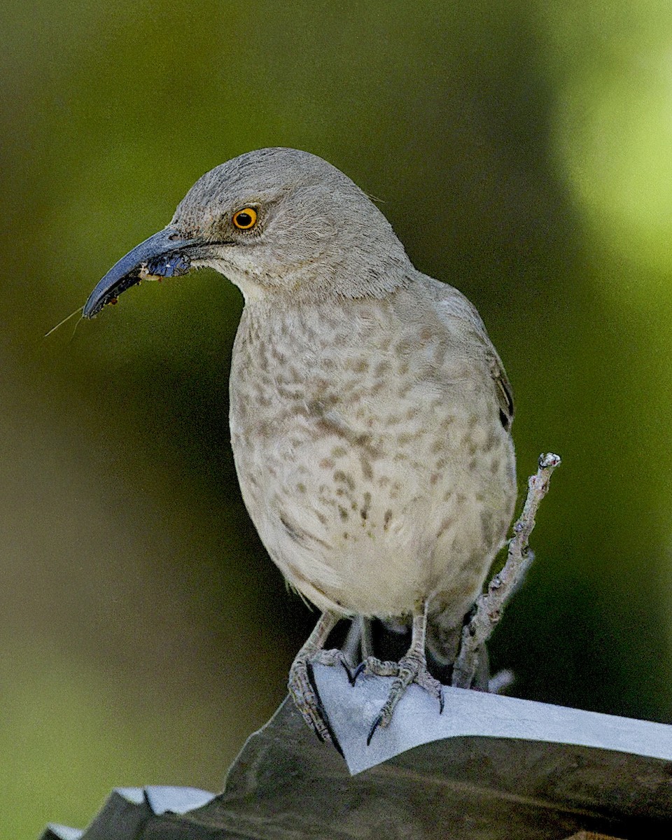 Curve-billed Thrasher - ML618613814