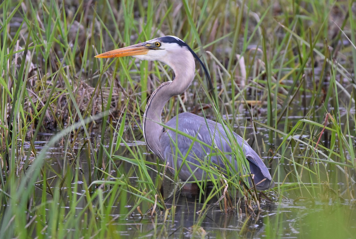 Great Blue Heron - Patricia Zucco