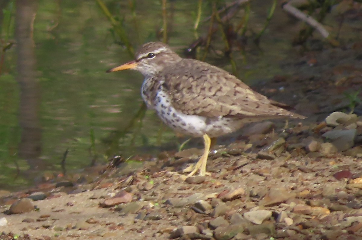 Spotted Sandpiper - ML618613861