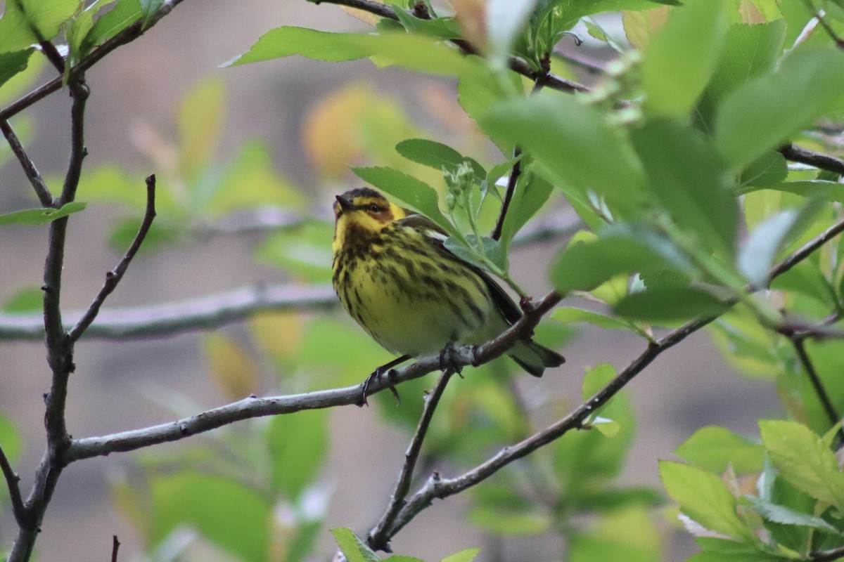Cape May Warbler - ML618613867