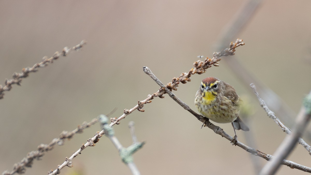 Palm Warbler - ML618613884