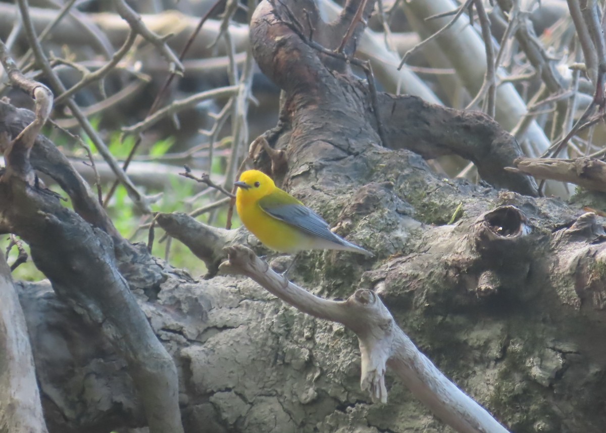 Prothonotary Warbler - ML618613885