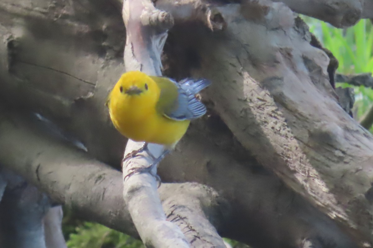 Prothonotary Warbler - ML618613886