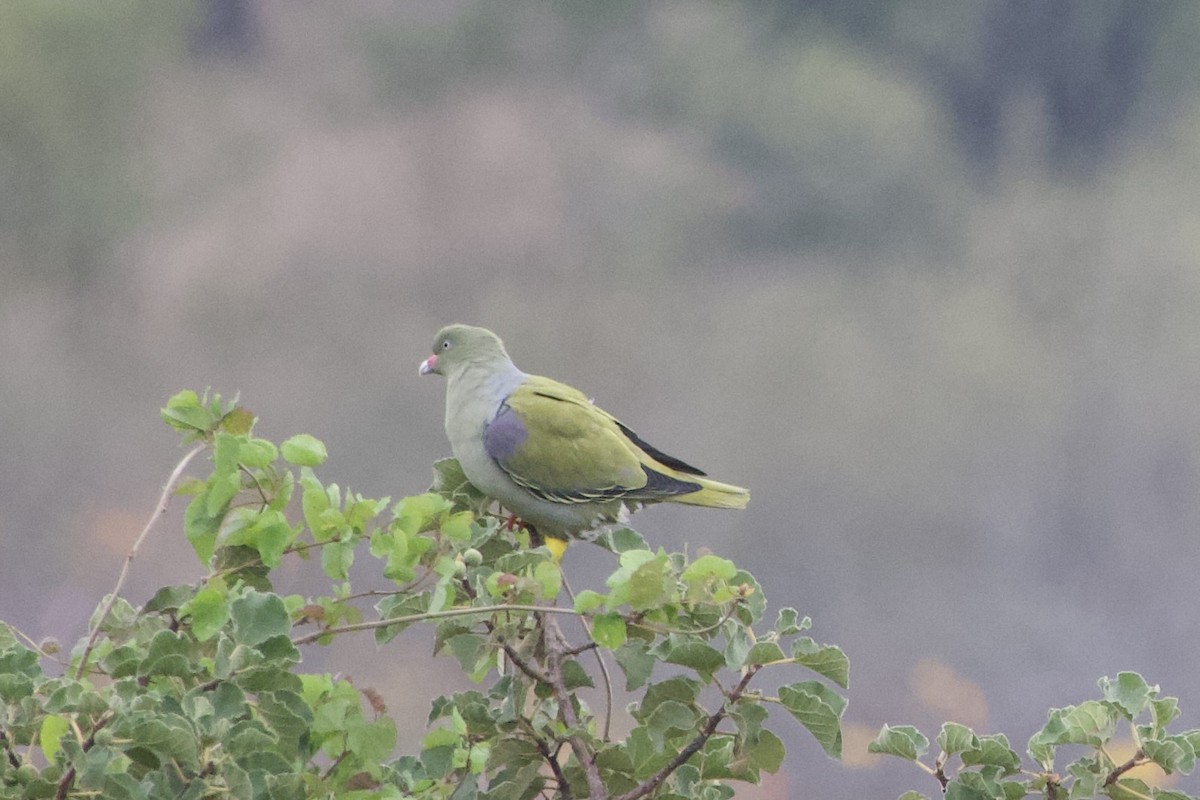 African Green-Pigeon - ML618613887