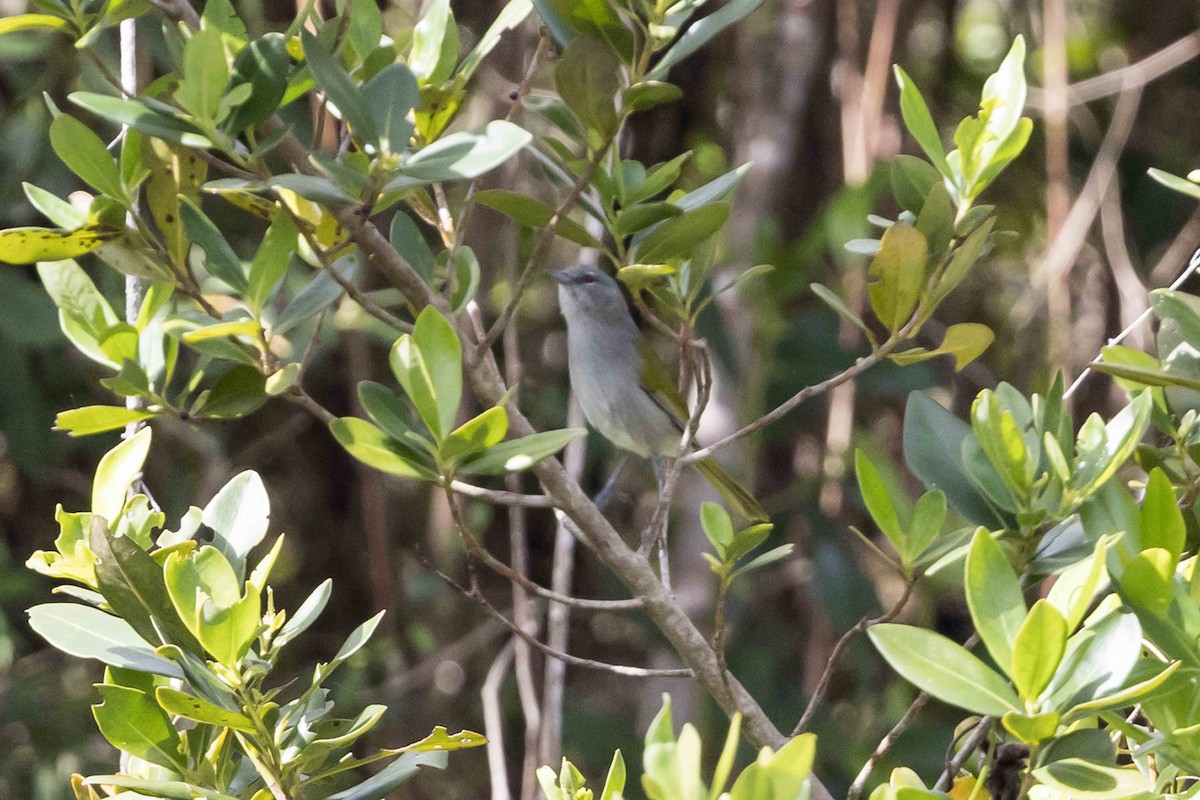 Green-tailed Warbler - ML618613888