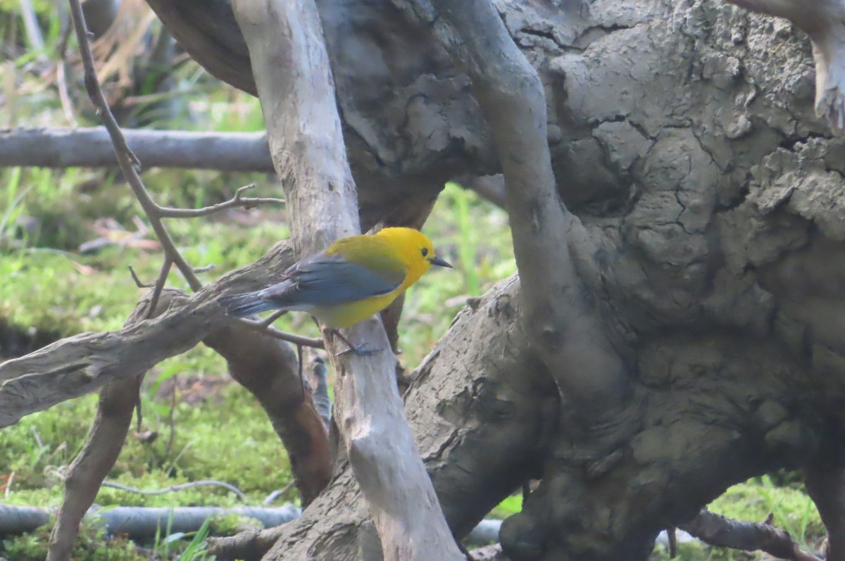 Prothonotary Warbler - ML618613889